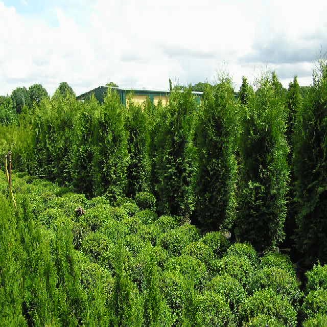 Thuja occidentalis 'Brabant'